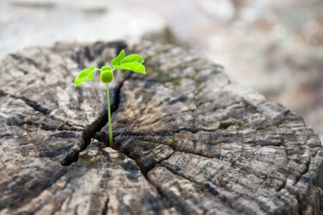 Green plant sprout growing from tree stump.