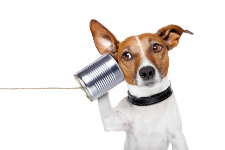 protect your hearing tips
